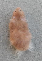 Pillsbury Male Het SG Blonde Rex LH,HLx Syrian Hamster (Breeder)
