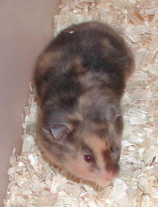 Black Tortoiseshell Female Syrian