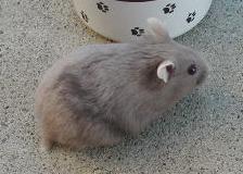 Dove hamster best sale