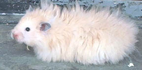 Pillsbury Male Het SG Blonde Rex LH,HLx Syrian Hamster (Breeder)