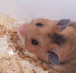 Pillsbury Male Het SG Blonde Rex LH,HLx Syrian Hamster (Breeder)