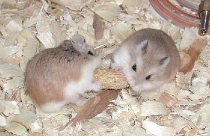 Robs eating Peanut