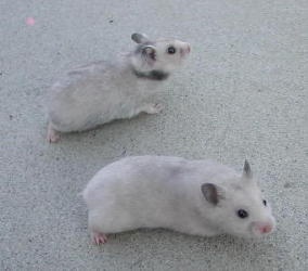 Silver Gray Pups