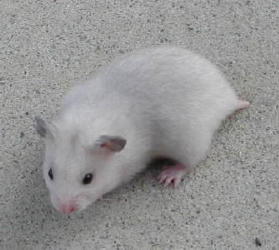 Silver Gray litter