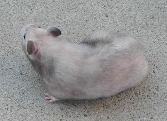 Silver Gray litter