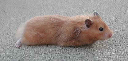 Long Haired Yellow Black Female