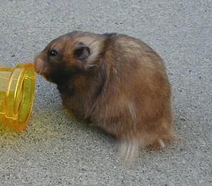 Long Haired Yellow Black Female