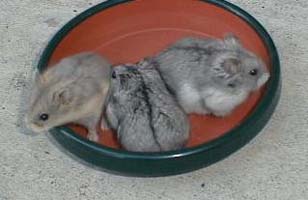 Opal (left), Dark Gray (middle), and Dark Gray Opal (right)